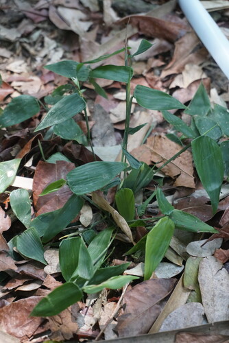 Lithachne pauciflora, photograph 2