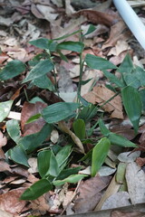 Lithachne pauciflora, photograph (c) Oscar Israel Rodríguez Ortiz, some rights reserved (CC BY)