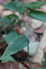 Lithachne pauciflora, photograph (c) Oscar Israel Rodríguez Ortiz, some rights reserved (CC BY)
