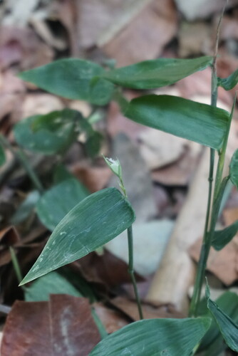 Lithachne pauciflora, photograph 3