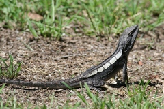 Jacky Lizard photo 2
