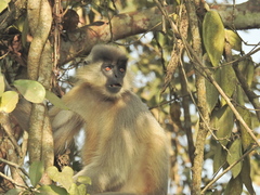 Trachypithecus pileatus