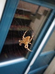 Araneus diadematus