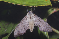 Marumba juvencus