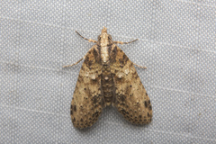 Sigmuncus arcuata