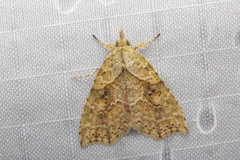 Olulis puncticinctalis