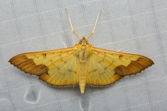 Meroctena staintonii