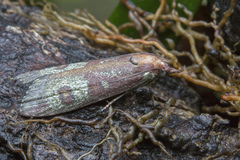 Tirathaba grandinotella