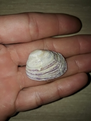Irus crenatus