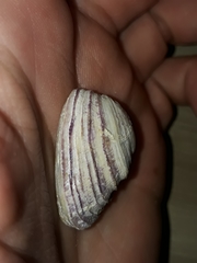 Irus crenatus