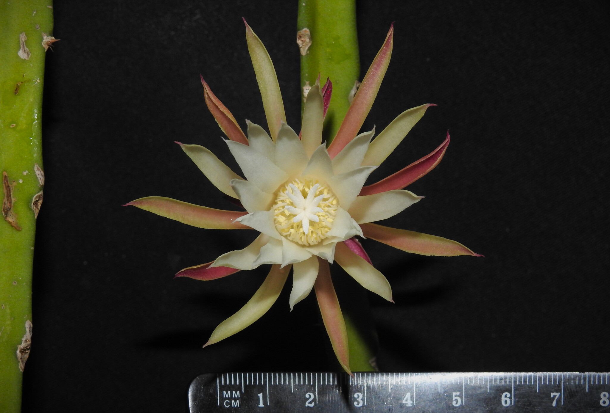 Hylocereus minutiflorus