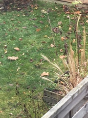 Picus viridis