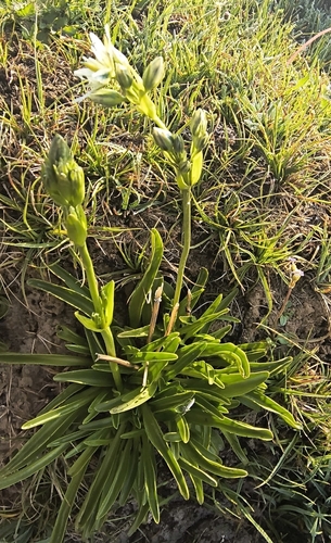 Swertia marginata, photograph 4