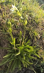 Swertia marginata, photograph Jean Jacques Godon, CC BY, iNaturalist via GBIF