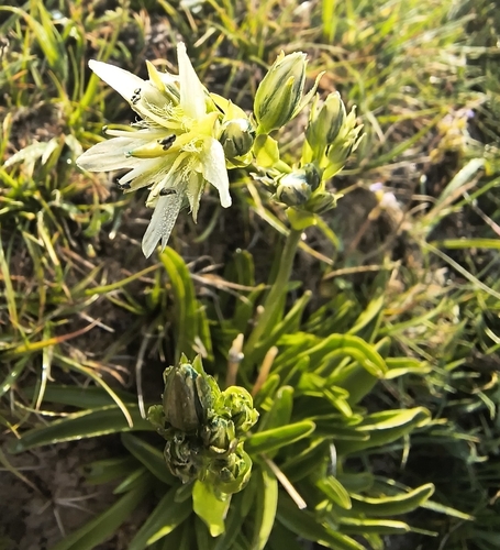 Swertia marginata, photograph 5