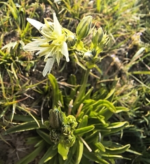 Swertia marginata, photograph Jean Jacques Godon, CC BY, iNaturalist via GBIF