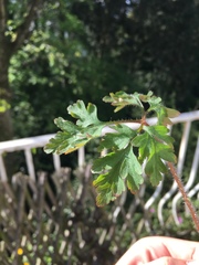 Geranium robertianum