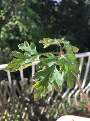 Geranium robertianum