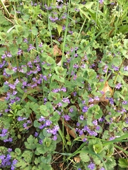 Glechoma hederacea