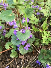 Glechoma hederacea