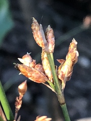 Fimbristylis ferruginea