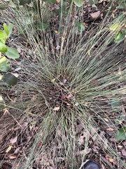 Fimbristylis ferruginea