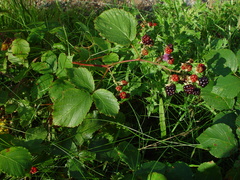 Rubus silurum