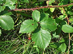 Rubus silurum