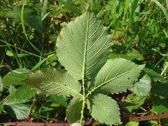 Rubus silurum