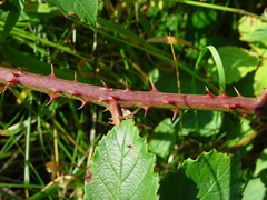 Rubus silurum