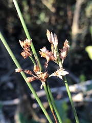 Fimbristylis ferruginea