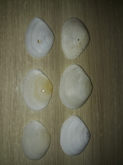 Macomona deltoidalis