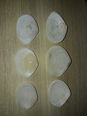 Macomona deltoidalis