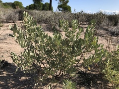 Cistus halimifolius