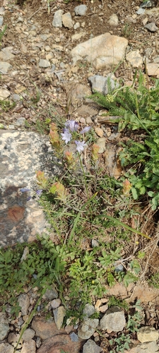 Yellow triteleia (Triteleia crocea)