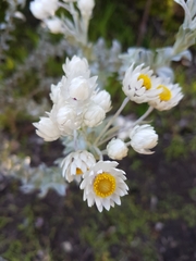 Achyranthemum argenteum