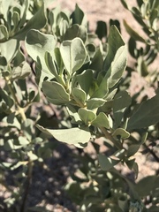 Cistus halimifolius