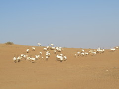 Oryx leucoryx