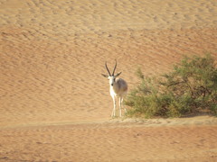 Gazella marica