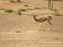 Gazella arabica