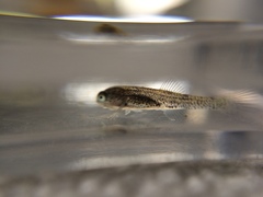 Gobiomorphus cotidianus