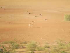 Gazella arabica