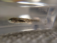Gobiomorphus cotidianus
