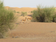 Gazella arabica