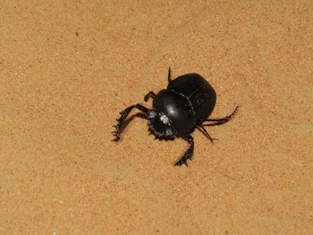Scarabaeus bannuensis