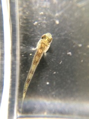 Gobiomorphus cotidianus