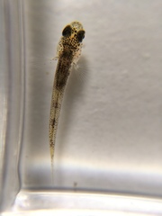 Gobiomorphus cotidianus