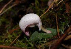 Corybas barbarae