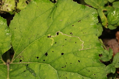 Phytomyza tussilaginis