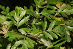 Phyllocoptes goniothorax